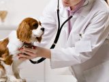 Animal Healthcare Industry